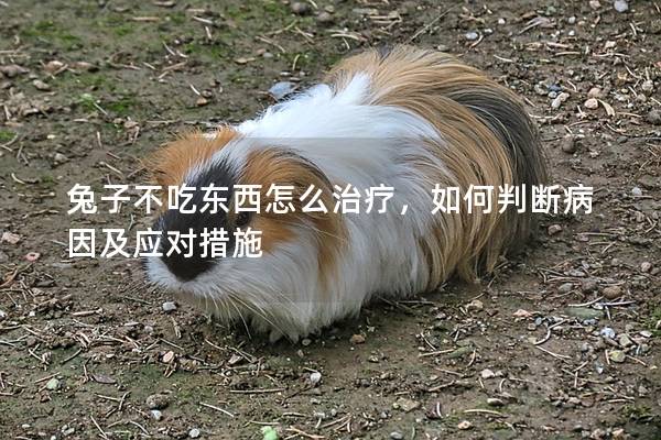 兔子不吃东西怎么治疗，如何判断病因及应对措施