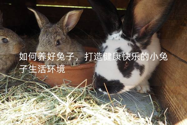如何养好兔子，打造健康快乐的小兔子生活环境