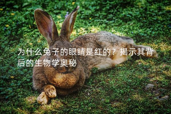 为什么兔子的眼睛是红的？揭示其背后的生物学奥秘