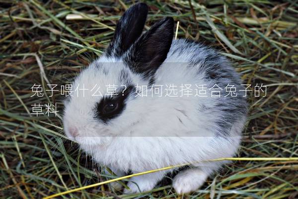 兔子喂什么草？如何选择适合兔子的草料