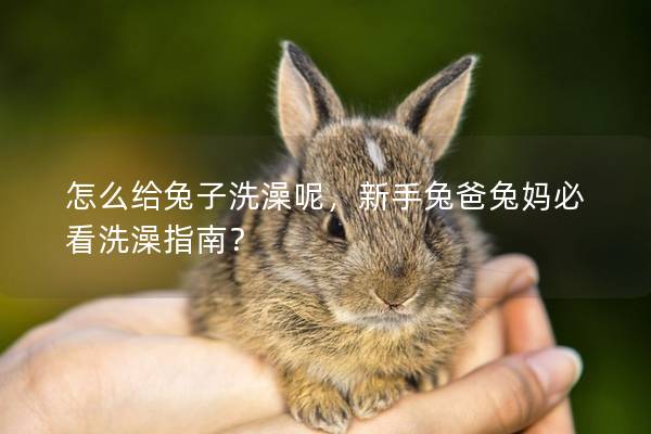 怎么给兔子洗澡呢，新手兔爸兔妈必看洗澡指南？