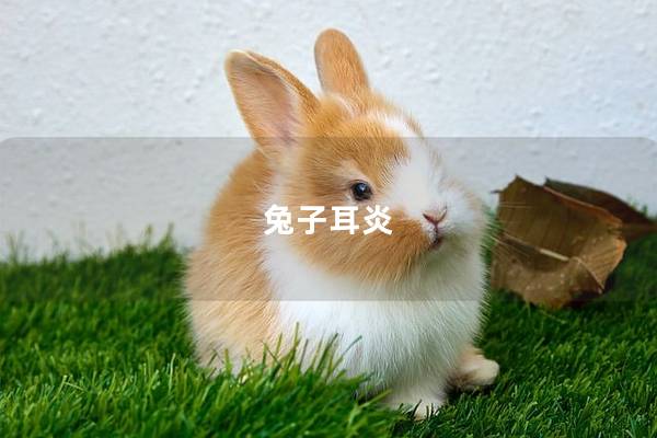 兔子耳炎