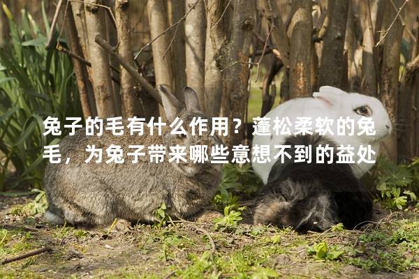 兔子的毛有什么作用？蓬松柔软的兔毛，为兔子带来哪些意想不到的益处