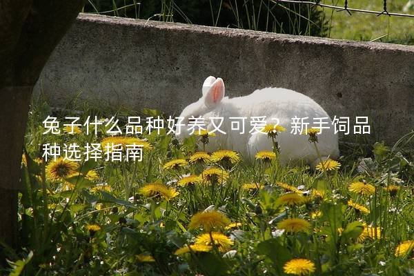 兔子什么品种好养又可爱？新手饲品种选择指南