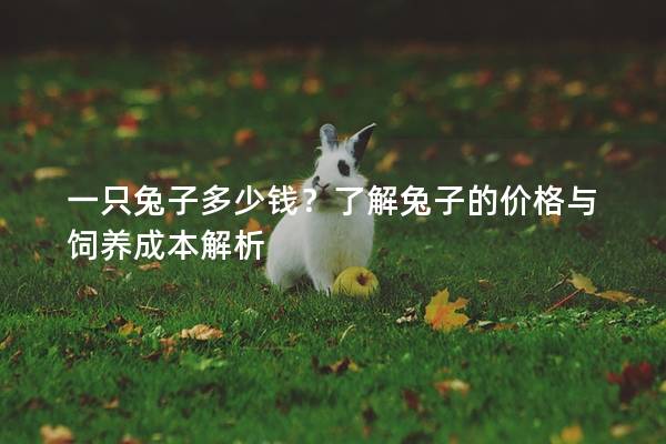 一只兔子多少钱？了解兔子的价格与饲养成本解析