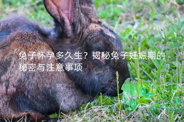 兔子怀孕多久生？揭秘兔子妊娠期的秘密与注意事项