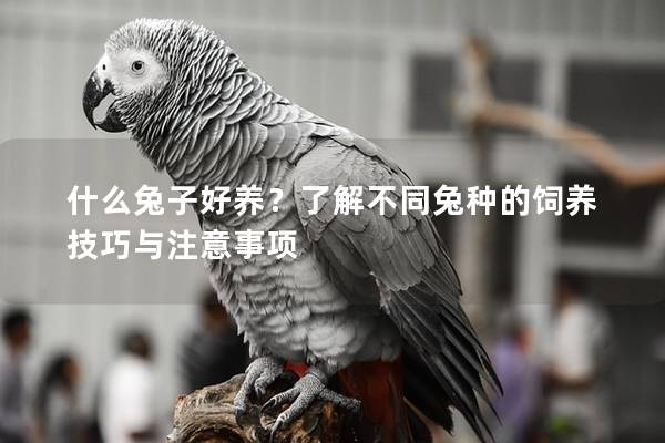 什么兔子好养？了解不同兔种的饲养技巧与注意事项