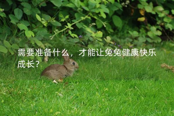 需要准备什么，才能让兔兔健康快乐成长？