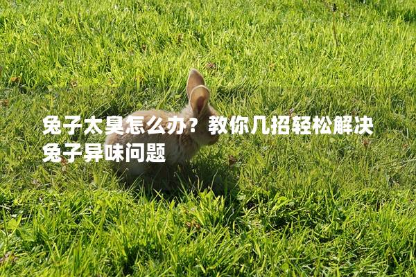 兔子太臭怎么办？教你几招轻松解决兔子异味问题