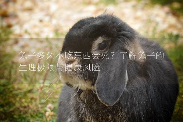 兔子多久不吃东西会死？了解兔子的生理极限与健康风险