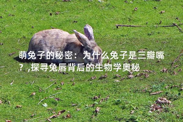 萌兔子的秘密：为什么兔子是三瓣嘴？,探寻兔唇背后的生物学奥秘
