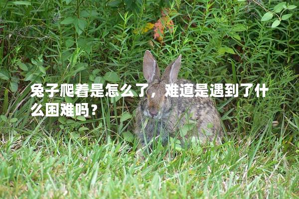 兔子爬着是怎么了，难道是遇到了什么困难吗？