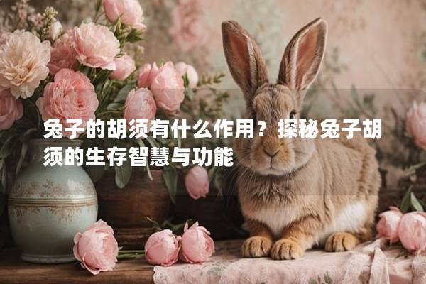 兔子的胡须有什么作用？探秘兔子胡须的生存智慧与功能