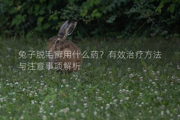 兔子脱毛癣用什么药？有效治疗方法与注意事项解析