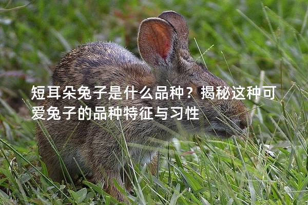 短耳朵兔子是什么品种？揭秘这种可爱兔子的品种特征与习性