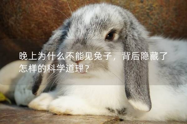 晚上为什么不能见兔子，背后隐藏了怎样的科学道理？