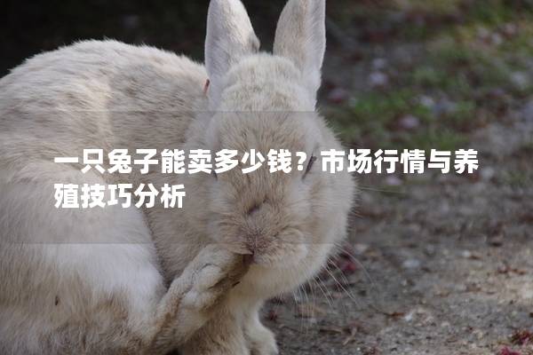 一只兔子能卖多少钱？市场行情与养殖技巧分析