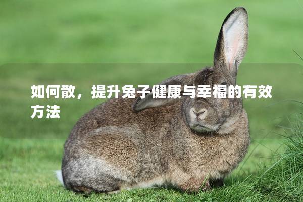 如何散，提升兔子健康与幸福的有效方法