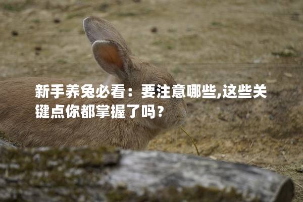 新手养兔必看：要注意哪些,这些关键点你都掌握了吗？