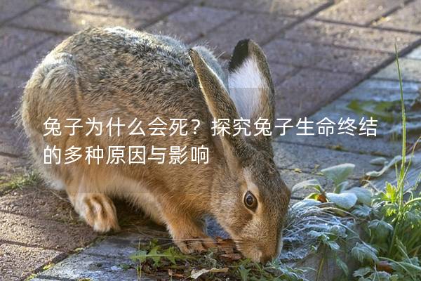 兔子为什么会死？探究兔子生命终结的多种原因与影响
