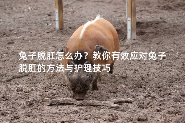 兔子脱肛怎么办？教你有效应对兔子脱肛的方法与护理技巧