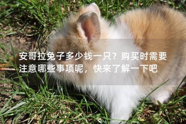 安哥拉兔子多少钱一只？购买时需要注意哪些事项呢，快来了解一下吧