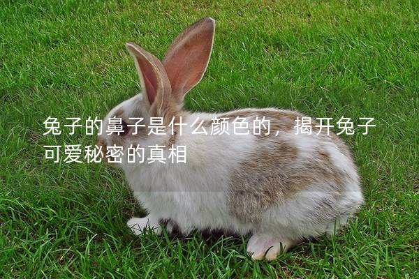 兔子的鼻子是什么颜色的，揭开兔子可爱秘密的真相