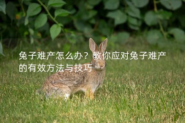 兔子难产怎么办？教你应对兔子难产的有效方法与技巧
