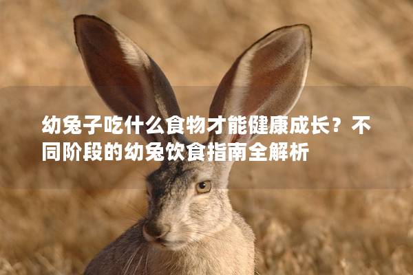 幼兔子吃什么食物才能健康成长？不同阶段的幼兔饮食指南全解析