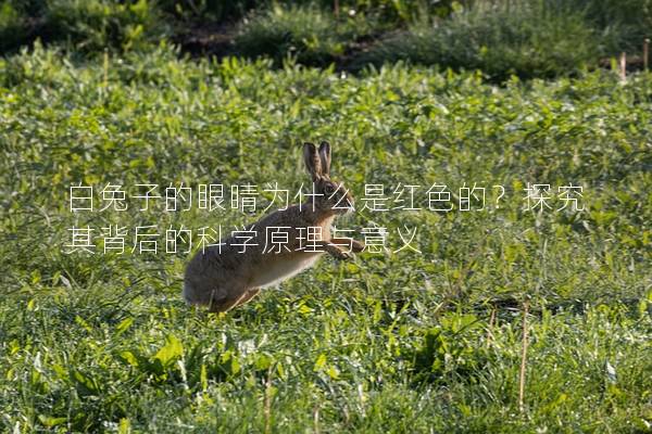 白兔子的眼睛为什么是红色的？探究其背后的科学原理与意义