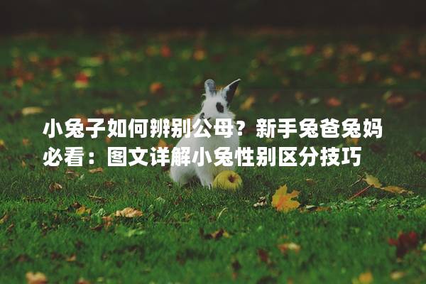 小兔子如何辨别公母？新手兔爸兔妈必看：图文详解小兔性别区分技巧