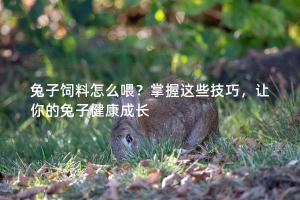 兔子饲料怎么喂？掌握这些技巧，让你的兔子健康成长