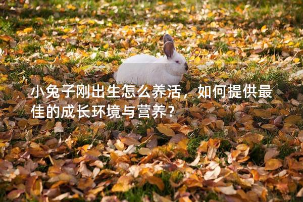 小兔子刚出生怎么养活，如何提供最佳的成长环境与营养？