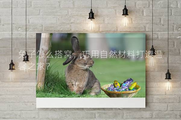 兔子怎么搭窝，巧用自然材料打造温馨之家？
