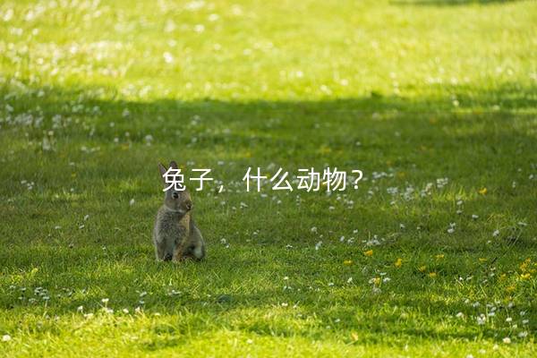 兔子，什么动物？