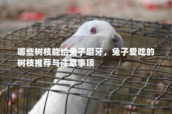 哪些树枝能给兔子磨牙，兔子爱吃的树枝推荐与注意事项