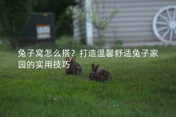 兔子窝怎么搭？打造温馨舒适兔子家园的实用技巧
