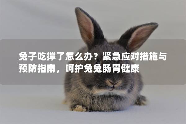 兔子吃撑了怎么办？紧急应对措施与预防指南，呵护兔兔肠胃健康