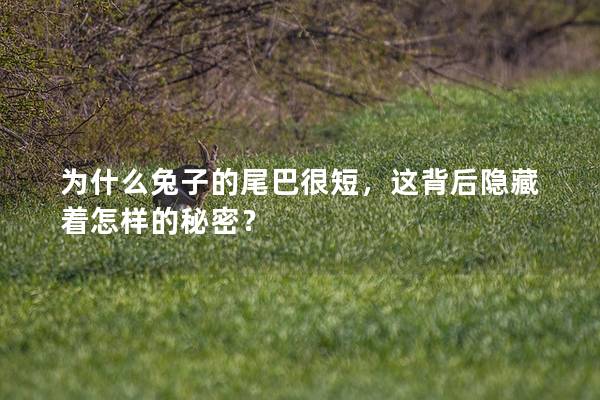 为什么兔子的尾巴很短，这背后隐藏着怎样的秘密？