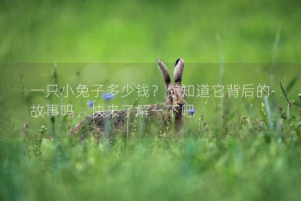 一只小兔子多少钱？你知道它背后的故事吗，快来了解一下吧