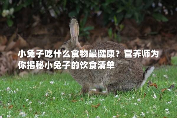 小兔子吃什么食物最健康？营养师为你揭秘小兔子的饮食清单