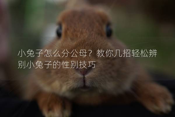 小兔子怎么分公母？教你几招轻松辨别小兔子的性别技巧