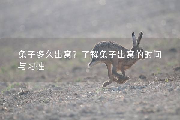 兔子多久出窝？了解兔子出窝的时间与习性