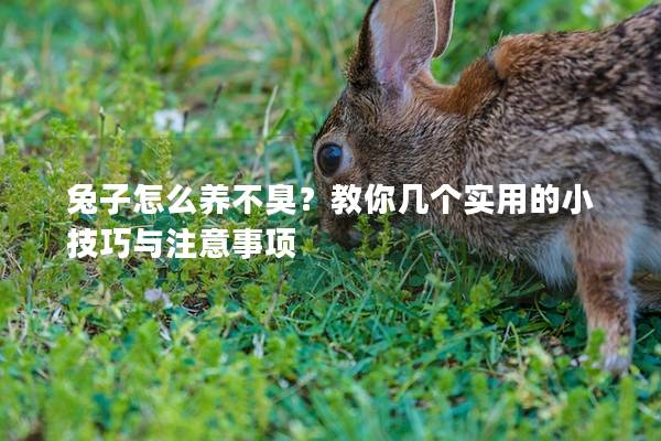 兔子怎么养不臭？教你几个实用的小技巧与注意事项