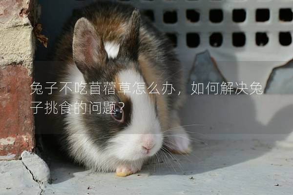 兔子不吃苜蓿草怎么办，如何解决兔子挑食的问题？