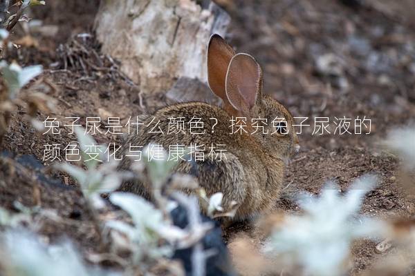 兔子尿是什么颜色？探究兔子尿液的颜色变化与健康指标