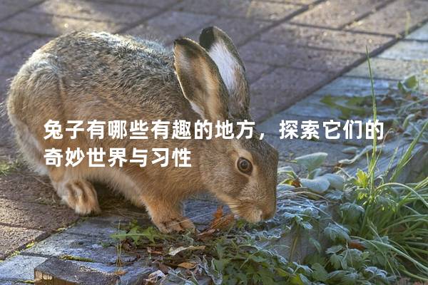 兔子有哪些有趣的地方，探索它们的奇妙世界与习性