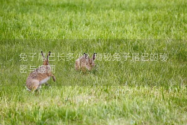 兔子尾巴长多少？揭秘兔子尾巴的秘密与趣闻