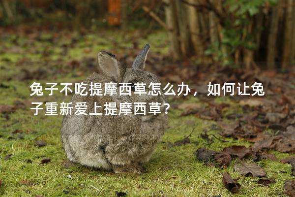 兔子不吃提摩西草怎么办，如何让兔子重新爱上提摩西草？