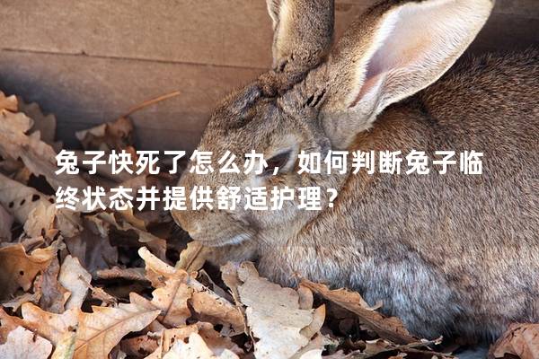 兔子快死了怎么办，如何判断兔子临终状态并提供舒适护理？